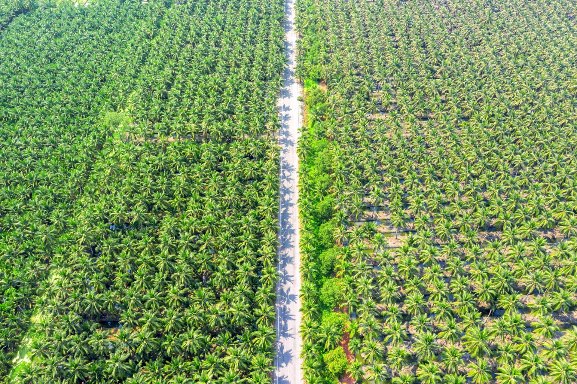 Berapa Banyak Buah yang Dihasilkan Satu Pohon Sawit?