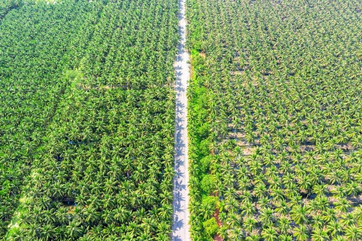 Apa Itu Precision Agriculture pada Kebun Sawit?
